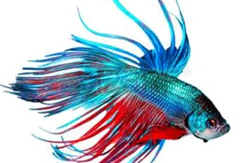 Poisson combattant