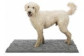 Tapis absorbant chien
