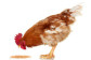 Nourriture poule