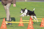 Agility