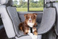 Protection chien voiture