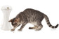 Laser pour chat