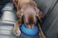 Gamelle pliable chien