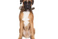 Bois de cerf pour chien