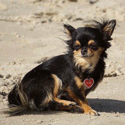 Chihuahua Portant Des Vêtements De Mode Et Un Accessoire Chihuahua Isolé  Sur Fond Transparent