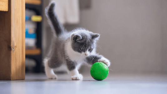 ☆ Jouet Interactif pour chat chaton Balle Intelligente