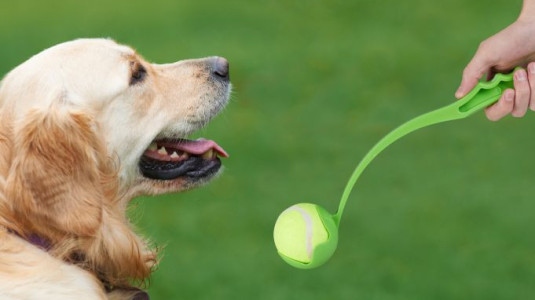 Lanceur de balle automatique pour chien : Pour divertir votre animal de  compagnie tout au long la journée