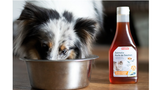 Comment administrer l'huile de saumon à son chien ?