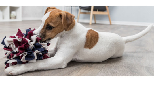 Quel est l’intérêt du tapis de fouille pour un chien ?