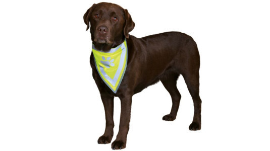 Autre dispositif fluo pour chien, le foulard jaune pour chien