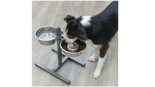 Pourquoi utiliser une gamelle surélevée pour la nourriture d'un chien ?