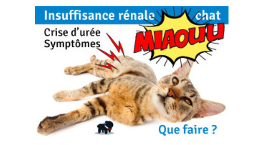 Insuffisance rénale chez le chat : Quels sont les premiers symptômes ?