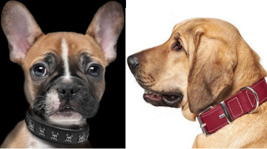 Comment choisir un collier pour chien ?