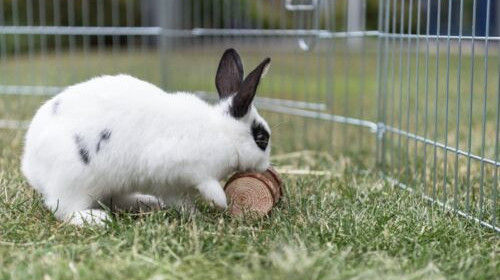 Quel est est le jeu préféré des lapins nains ?