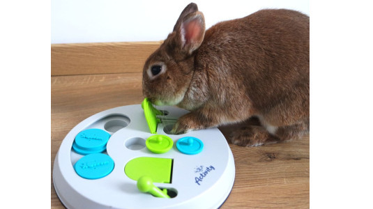 Est-ce qu'un lapin peut s'amuser avec un jeu d'intelligence ?