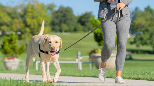 Le seul harnais anti traction efficace pour les chiens qui tirent en laisse : Easy Walk