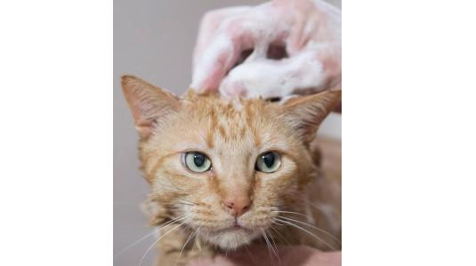 Comment utiliser le Shampoing anti-puces sur un chat ?