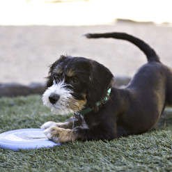 Frisbee KONG Puppy Flyer rose