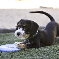 Frisbee KONG Puppy Flyer rose