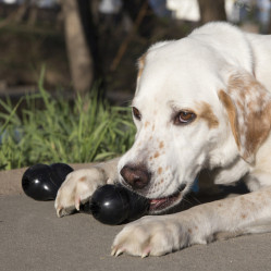 Jouet KONG Extreme Goodie Bone