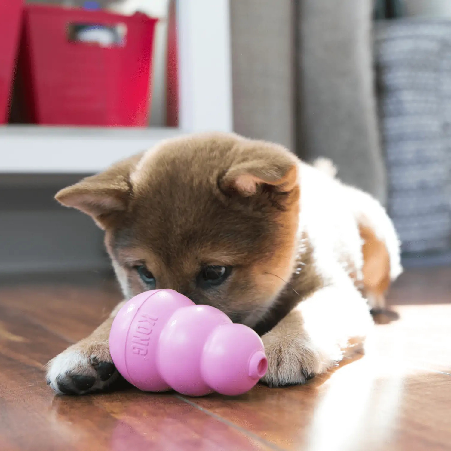 Jeu Kong Puppy pour chiot et petit chiens - Super Croquettes