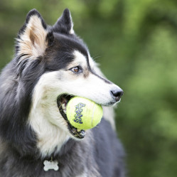 Balle KONG SqueakAir Ball