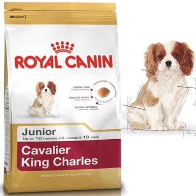 RC_CavalierJunior.jpg