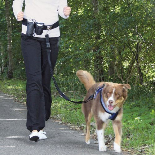 Boucle ceinture de sécurité - Transport chien - Dog Walking Place