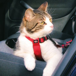 Harnais ceinture de sécurité voiture