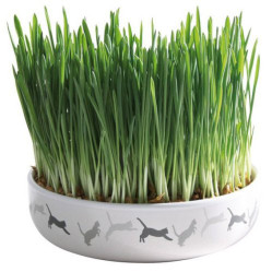 Gamelle avec graine herbe à chat