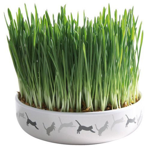R&R SHOP - Mélange de graines d'herbe à chat, croissance rapide pour un chat  heureux, graines européennes de haute qualité (150gr) : :  Animalerie