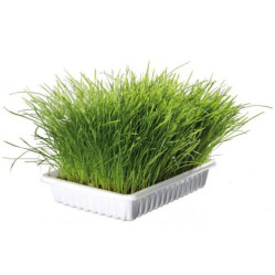 Graine plante herbe à chat tendre