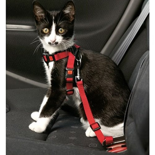 Harnais chat voiture, sécurité pour transport chat voiture