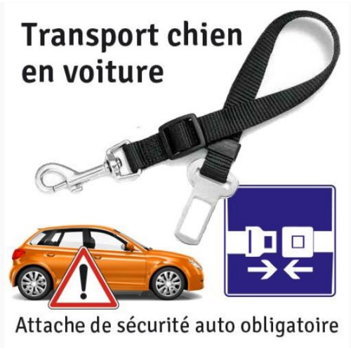 Harnais de sécurité voiture Clix Car Safe