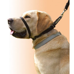 Collier de dressage Canny