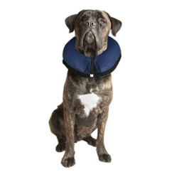 Collerette Petcare gonflable xl