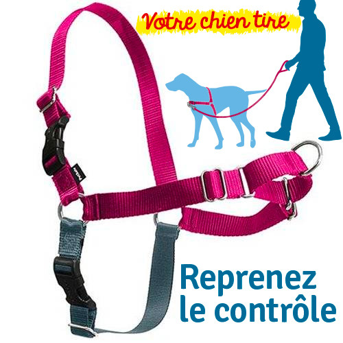 Harnais chien anti traction - ABC chiens