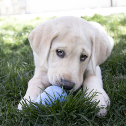Jouet KONG Puppy bleu pour chiot