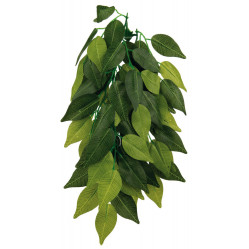 Plante Ficus pour terrarium