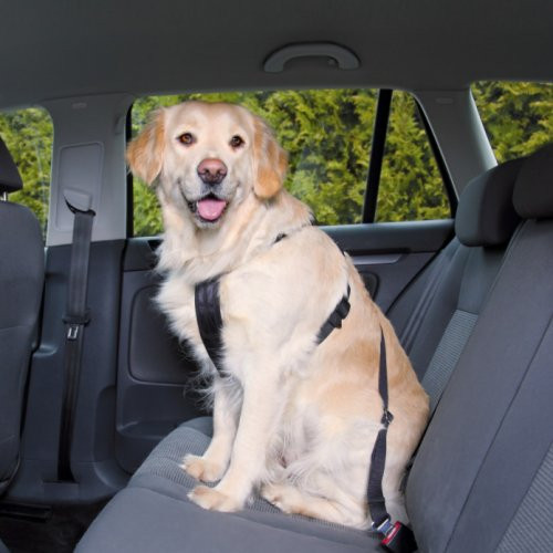 Ceinture de sécurité pour chien, harnais voiture chien