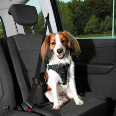 Harnais chien voiture Dog Protect