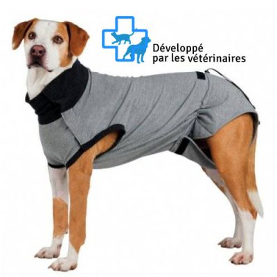 chien.jpg