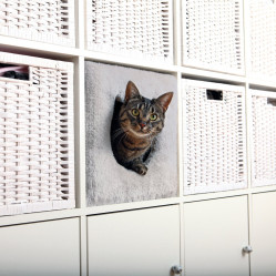 Abri chat douillet