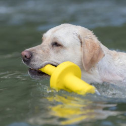 Jouet d'eau Dog activity Mot aqua