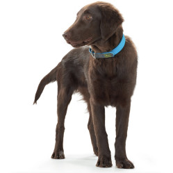 Collier pour chien Convenience bleu