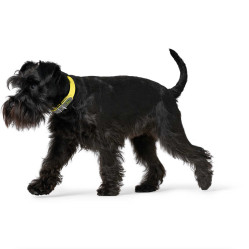 Collier pour chien Convenience jaune