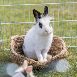 Lit en herbe pour lapin, cochon d'Inde et chinchilla
