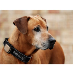 GPS Kippy Marron pour chien et chat