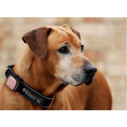 GPS Kippy Rose pour chien et chat 