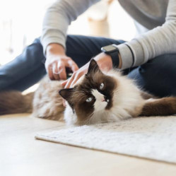 Brosse démêlante chien et chat